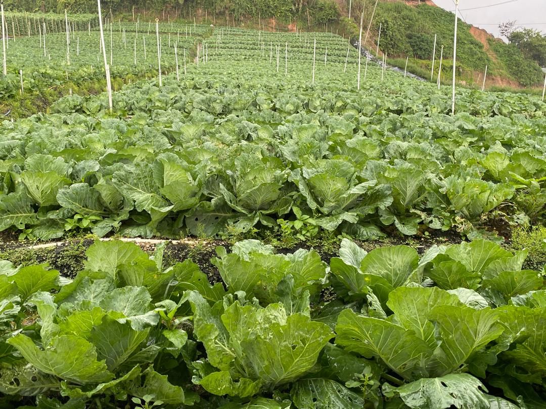 Terraced hillside vegetable farm in Cameron Highlands
