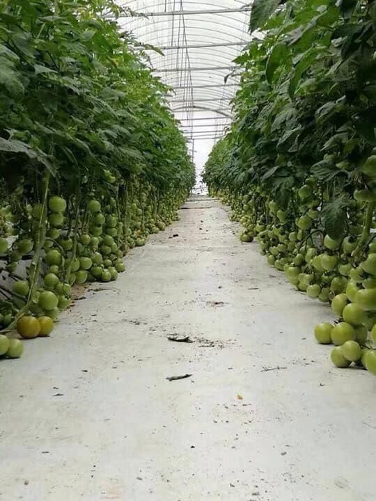 Greenhouse growing rows in Cameron Highlands