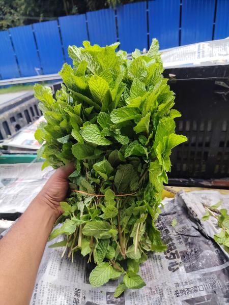 Fresh mint leaves (daun pudina) bunch
